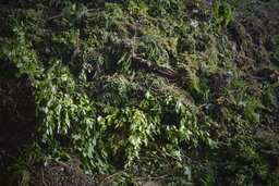Green Waste 처리 전
